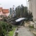 Um quarto das árvores inventariadas pela Câmara de Leiria foram destruídas
