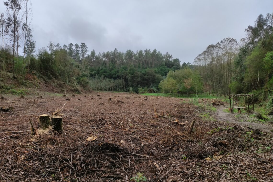 Proprietários florestais de Pombal têm até 18 de Setembro para pedir apoio de 1.500 euros por hectare
