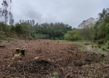 Proprietários florestais de Pombal têm até 18 de Setembro para pedir apoio de 1.500 euros por hectare