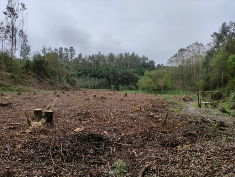 Proprietários florestais de Pombal têm até 18 de Setembro para pedir apoio de 1.500 euros por hectare