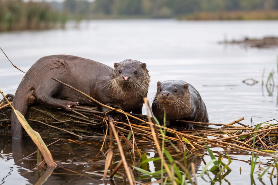Lontra atropelada chama atenção para flagelo que mata animais selvagens