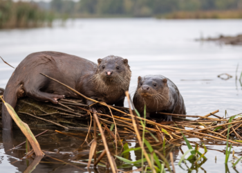 Lontra atropelada chama atenção para flagelo que mata animais selvagens