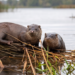 Lontra atropelada chama atenção para flagelo que mata animais selvagens