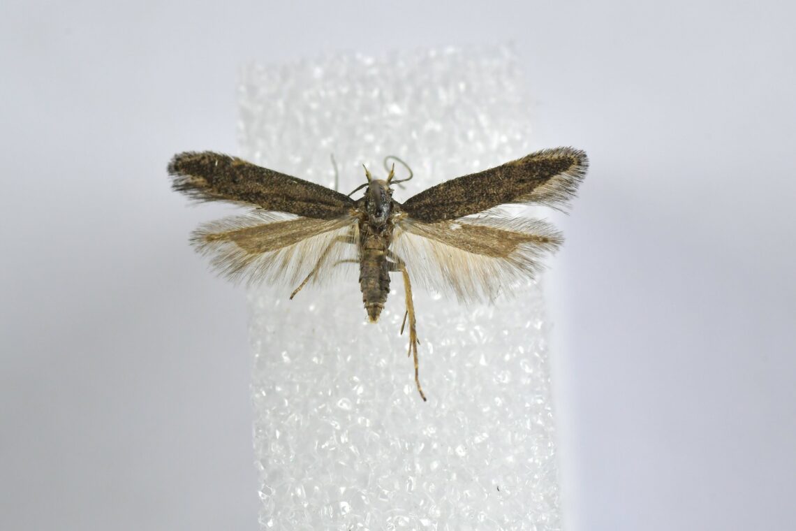 Portugal ainda surpreende: descoberta borboleta inédita no coração de Pombal