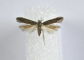 Portugal ainda surpreende: descoberta borboleta inédita no coração de Pombal