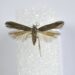 Portugal ainda surpreende: descoberta borboleta inédita no coração de Pombal