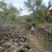 Construção de muros em pedra seca no Maciço Calcário de Sicó é Património Cultural Imaterial