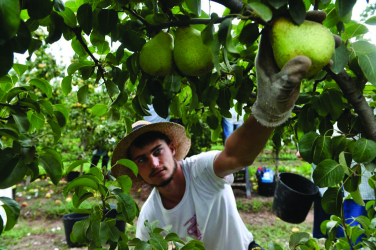 Bombarral prepara-se para receber nova edição “Do Vinho à Pêra”