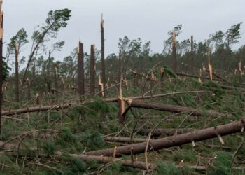 Sementes de pinheiros caídos na Marinha Grande geram novas plantas