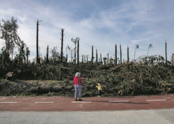 Pombal cria três parques de madeira para apoiar pequenos produtores