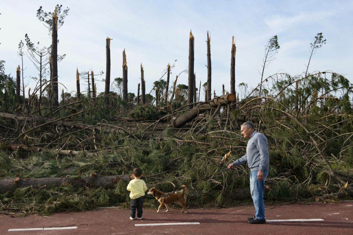 “Íamos ali ver os esquilos, agora não há”. Vizinhos do Pinhal de Leiria e um paraíso perdido