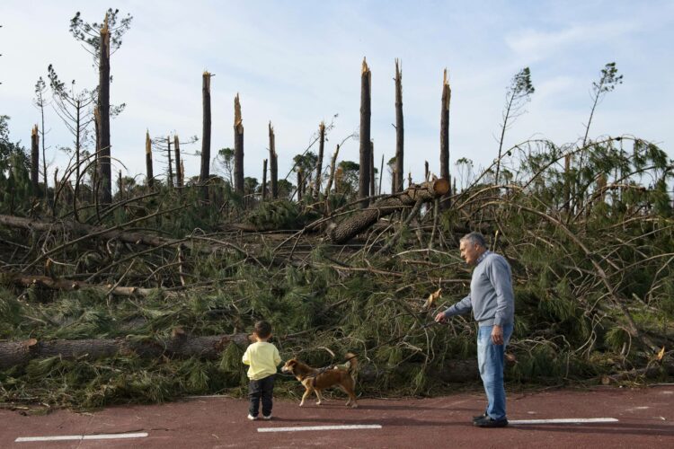 “Íamos ali ver os esquilos, agora não há”. Vizinhos do Pinhal de Leiria e um paraíso perdido