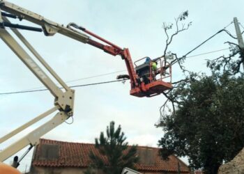 Árvores de Pombal vão aquecer quem precisa no próximo Inverno