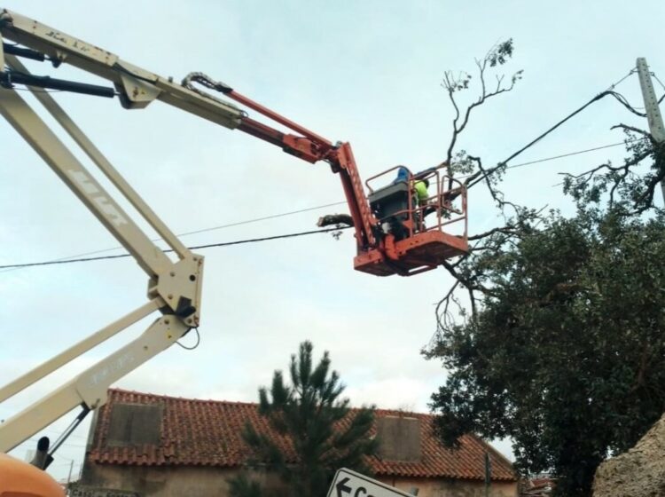 Árvores de Pombal vão aquecer quem precisa no próximo Inverno