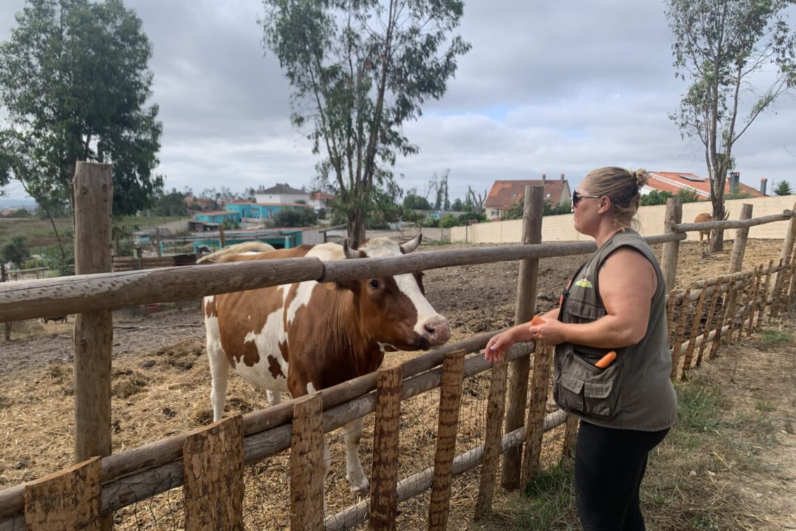 Casal transforma terreno queimado em refúgio para cerca de 150 animais