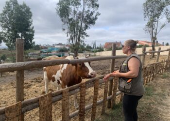 Casal transforma terreno queimado em refúgio para cerca de 150 animais