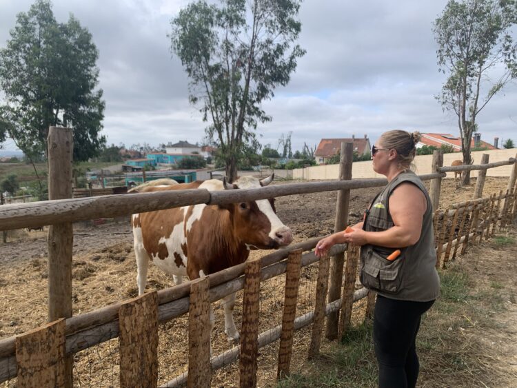 Casal transforma terreno queimado em refúgio para cerca de 150 animais