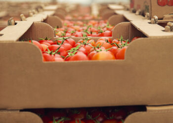 Bluetech das Caldas da Rainha debate futuro da embalagem agro-alimentar em Lisboa