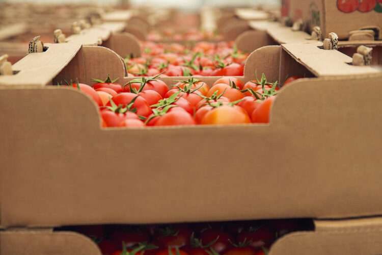 Bluetech das Caldas da Rainha debate futuro da embalagem agro-alimentar em Lisboa