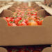 Bluetech das Caldas da Rainha debate futuro da embalagem agro-alimentar em Lisboa