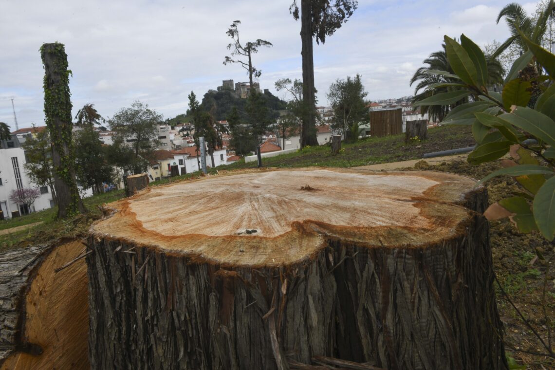 Da monocultura ao mosaico, transformar a paisagem passa também por apadrinhar uma árvore