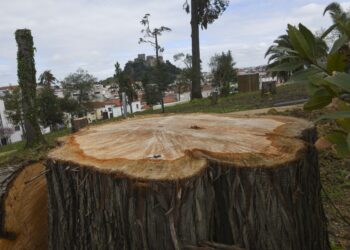 Da monocultura ao mosaico, transformar a paisagem passa também por apadrinhar uma árvore