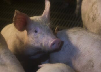 Sem luz um mês após a Kristin, suinicultores dizem que ainda há muitas dezenas de explorações afectadas