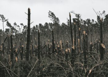 Tempestade arrasou pinhal e destruiu 20% da produção nacional de resina