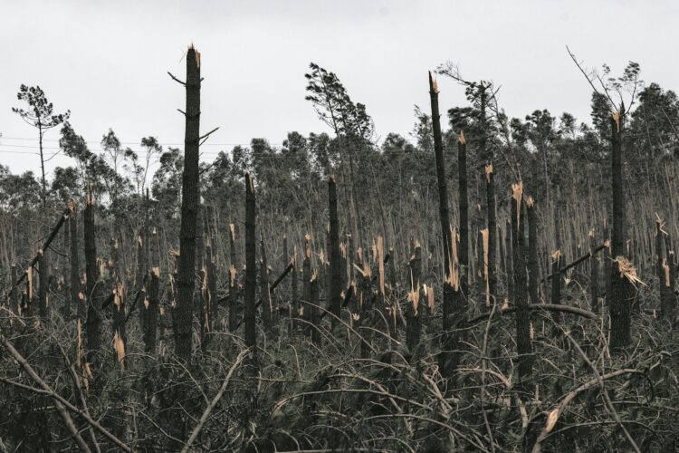 Tempestade arrasou pinhal e destruiu 20% da produção nacional de resina