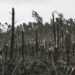 Tempestade arrasou pinhal e destruiu 20% da produção nacional de resina