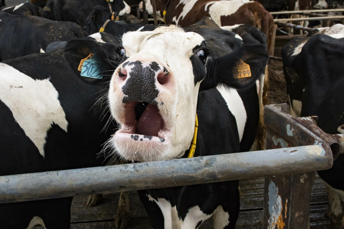 Preço do gasóleo e leite açoriano desesperam produtores