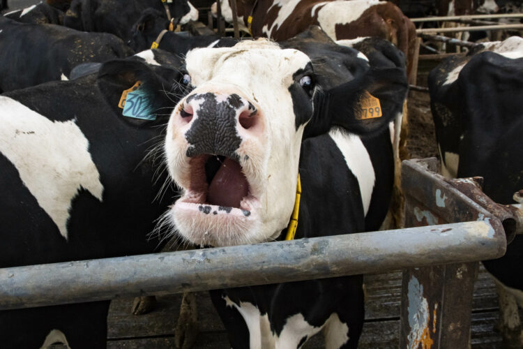 Preço do gasóleo e leite açoriano desesperam produtores