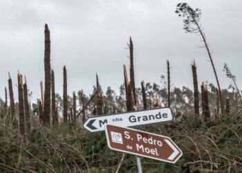 Pinhal de Leiria decapitado, eucalipto com mais de 165 anos não resistiu