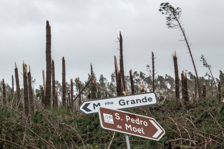 Pinhal de Leiria decapitado, eucalipto com mais de 165 anos não resistiu