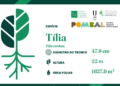 TreeTag: árvores de Pombal recebem etiqueta sustentável com informações sobre a espécie