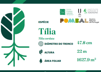 TreeTag: árvores de Pombal recebem etiqueta sustentável com informações sobre a espécie
