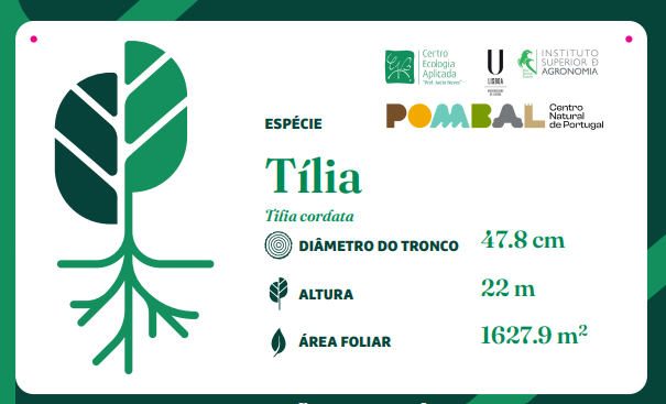 TreeTag: árvores de Pombal recebem etiqueta sustentável com informações sobre a espécie