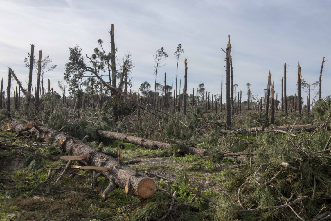 Proprietários florestais de Leiria têm até 30 de Setembro  para pedir apoio de 1.500 euros por hectare