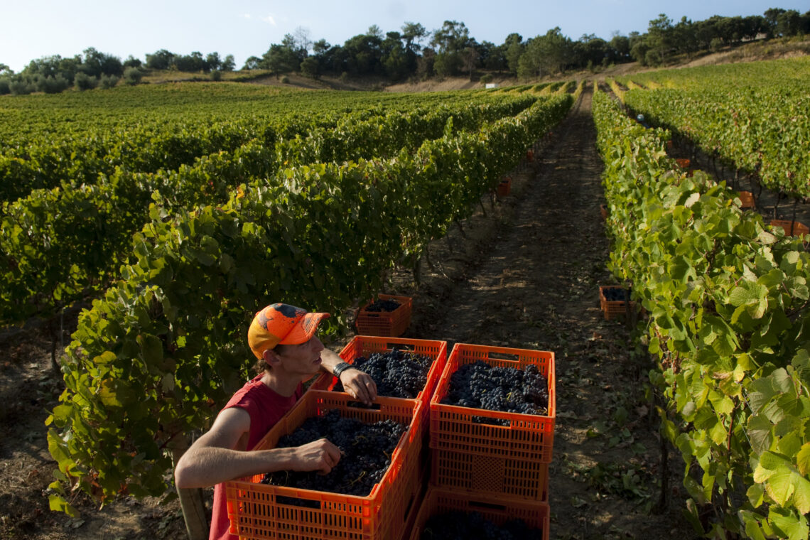 Uvas gordas e mais 7% de produção marcam o arranque da vindima na região