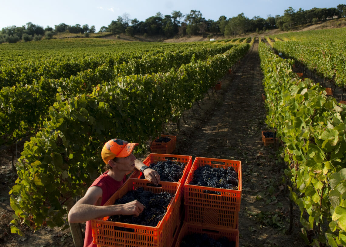 Uvas gordas e mais 7% de produção marcam o arranque da vindima na região