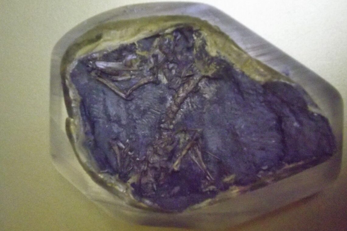 O fóssil do Henkelotherium guimarotae. Imagem cedida por Anabela Quintela Veiga
