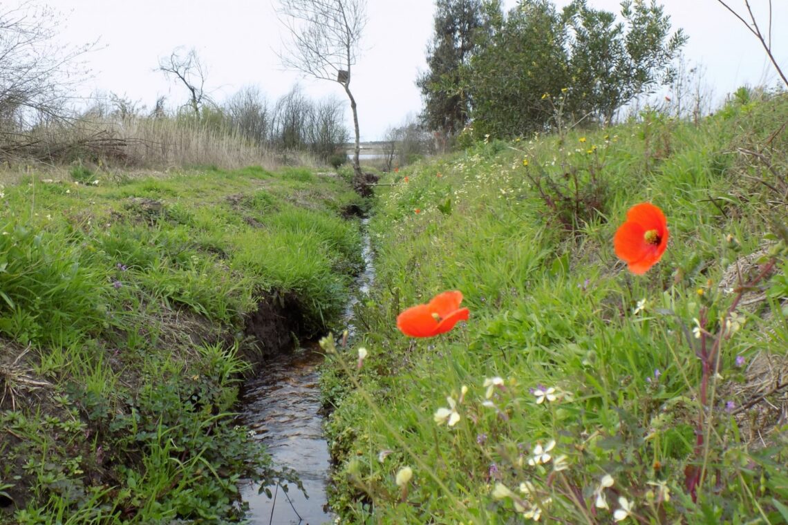 Lagoa da Ervedeira (Concelho de Leiria) Março de 2021