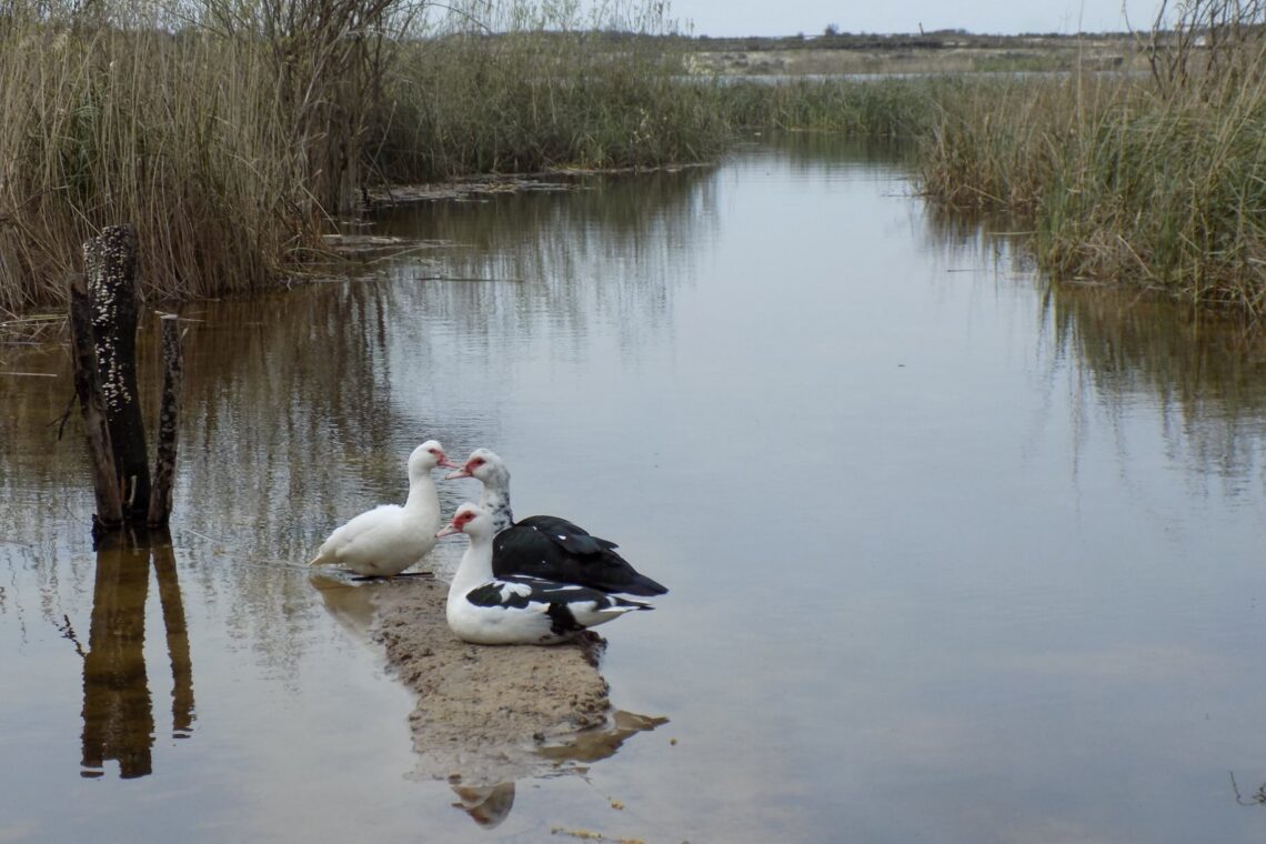 Lagoa da Ervedeira (Concelho de Leiria) Março de 2021