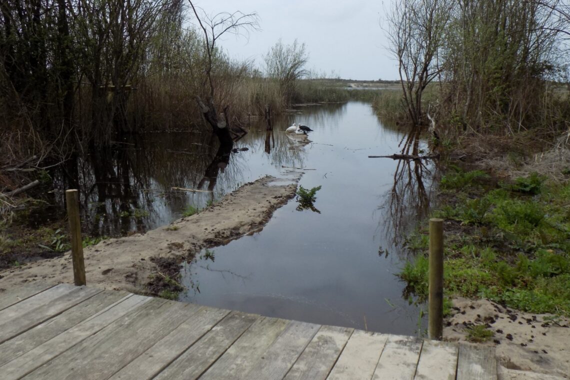 Lagoa da Ervedeira (Concelho de Leiria) Março de 2021