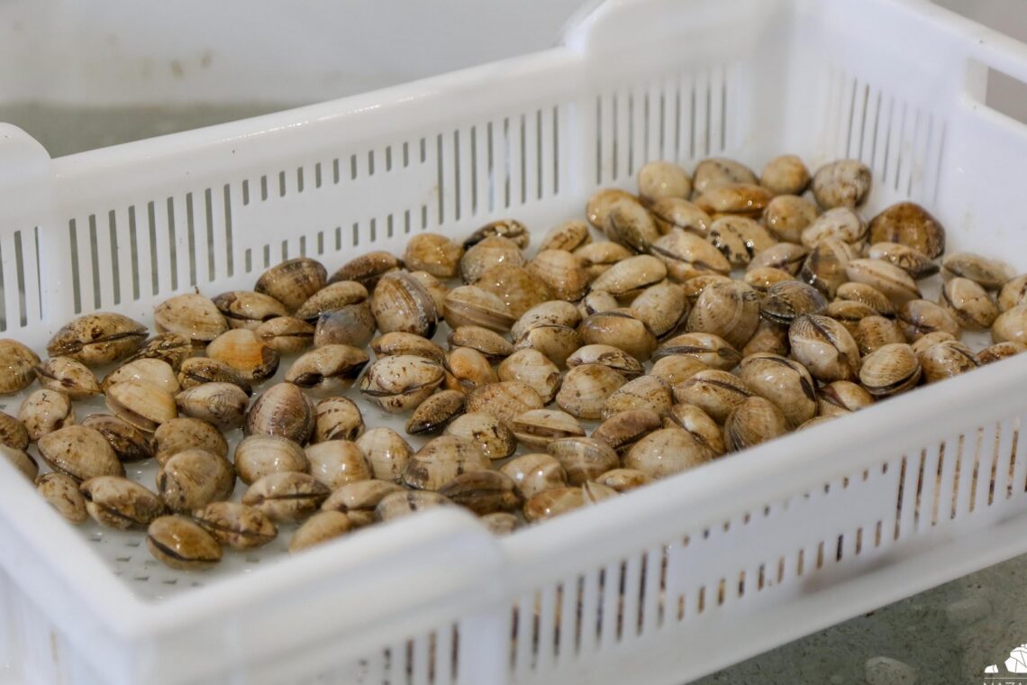 Centro Biomarinho com maternidade de bivalves inaugurado na Nazaré 