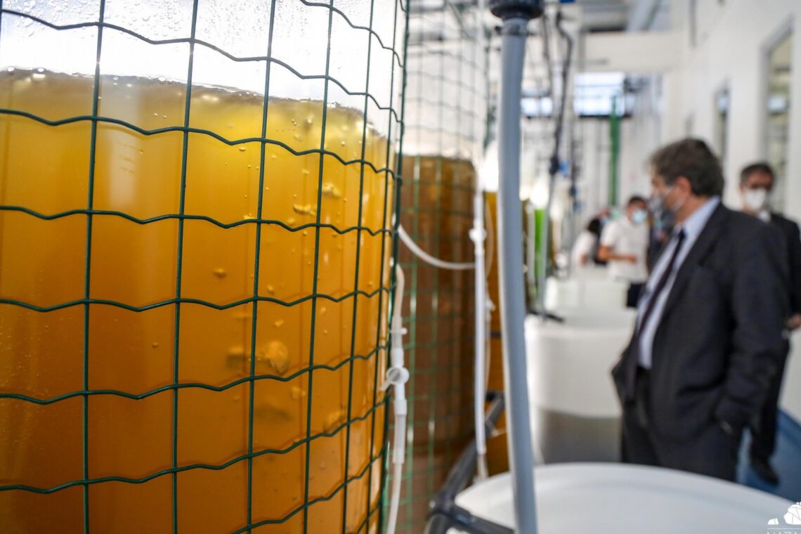 Centro Biomarinho com maternidade de bivalves inaugurado na Nazaré 