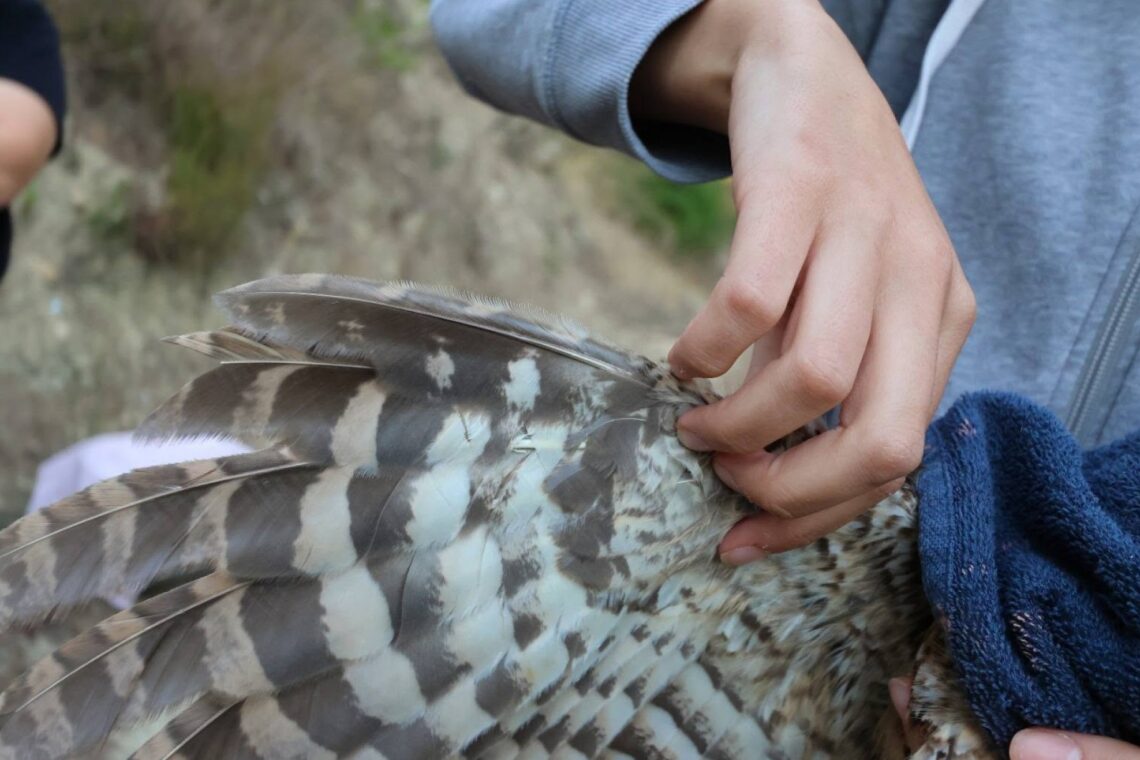 Coruja resgatada pelo Movimento Cívico Barosa Viva devolvida à natureza