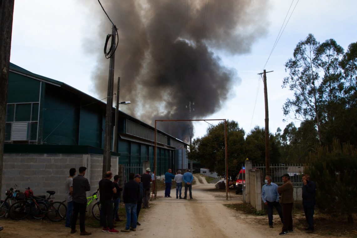 Fogo terá matado mais de 120 mil frangos