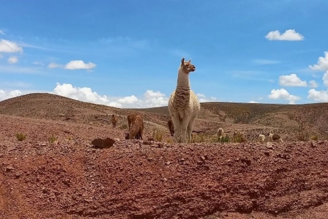 Os lamas são mamíferos nativos da América do Sul
