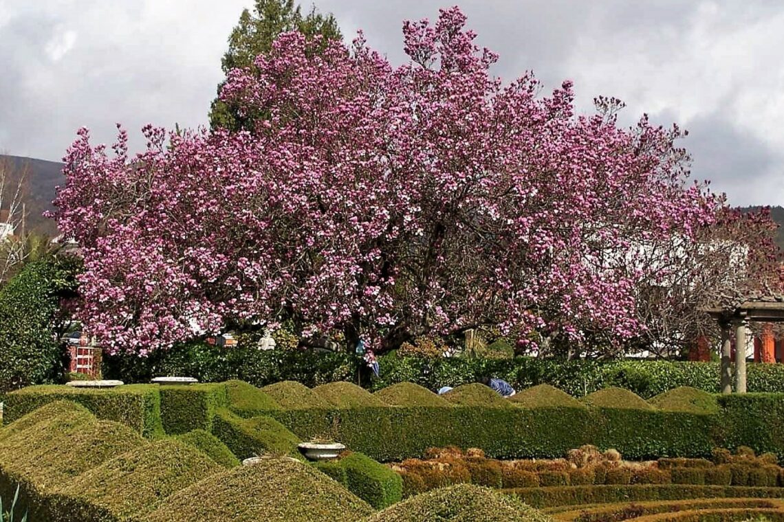 Magnólia localiza-se no Jardim da Casa da Criança Rainha Dona Leonor
